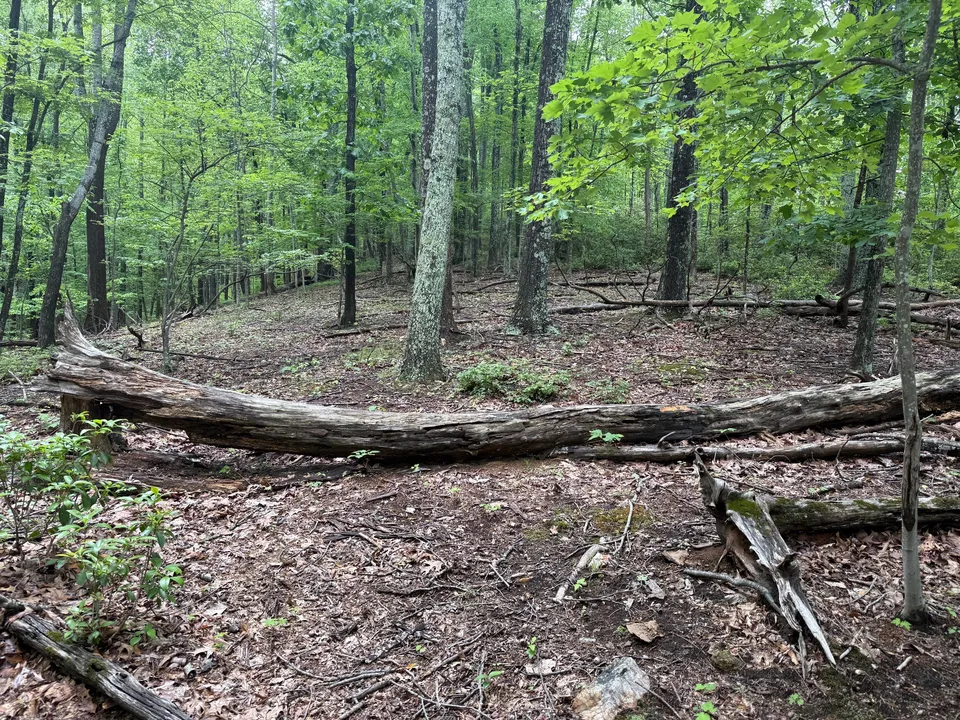 Property in Albemarle